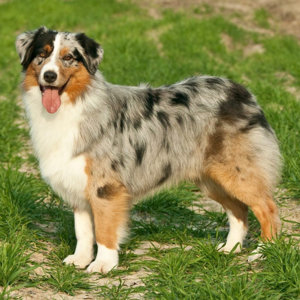 Australian Shepherds as best hiking dog