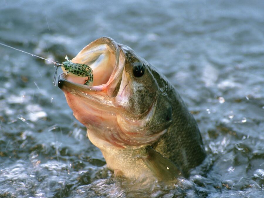 Fishing in the Ocean