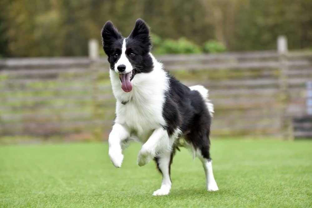 Border Collies