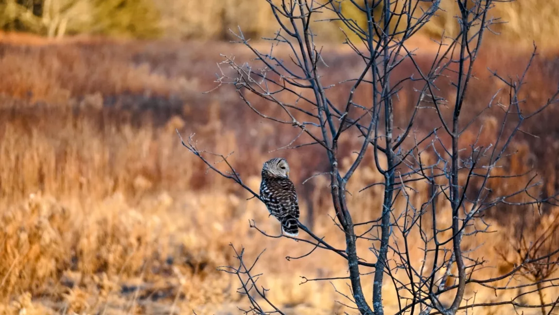Winter Camping Checklist