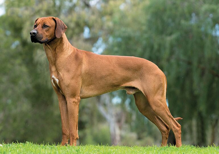 Rhodesian Ridgebacks