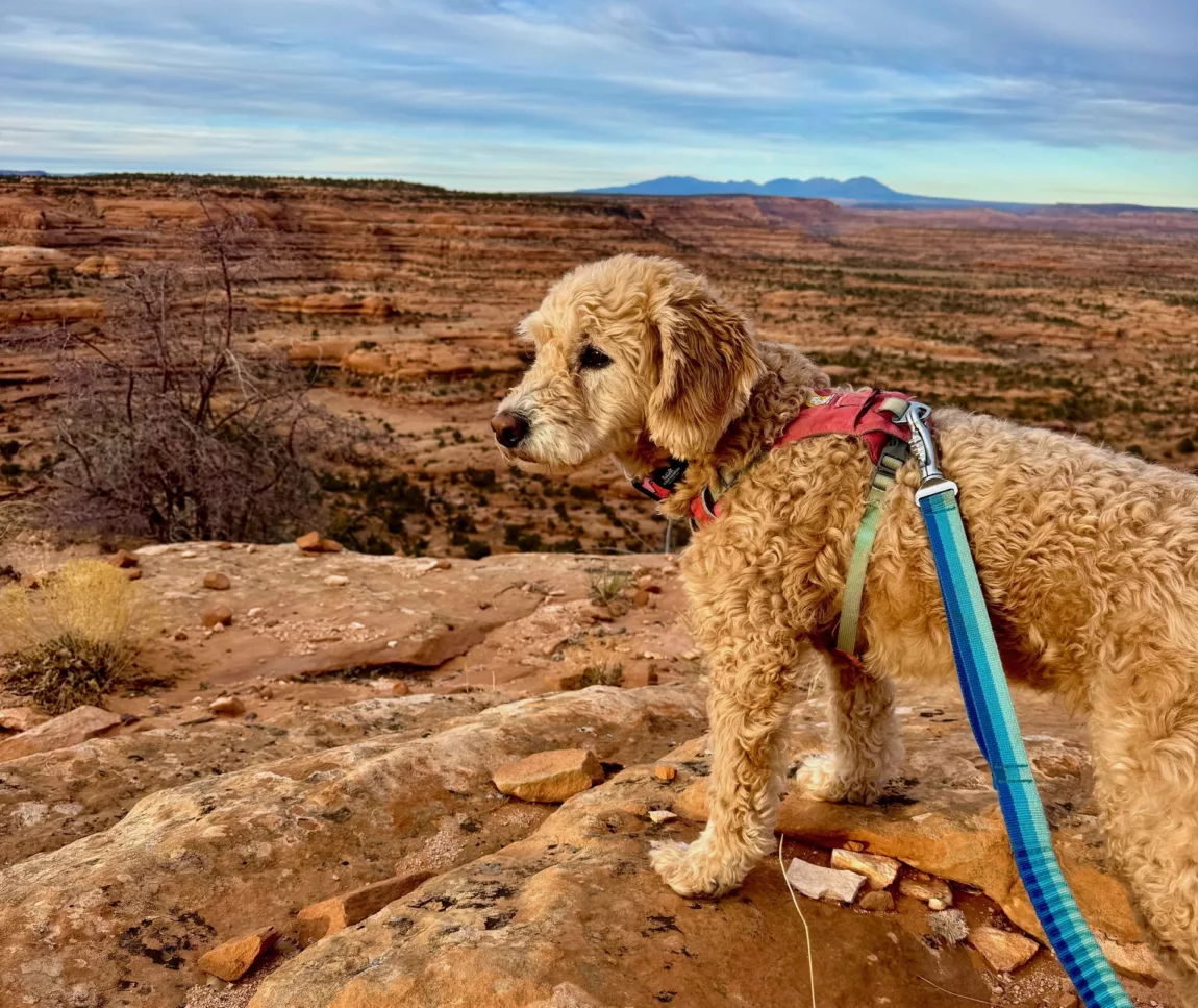 How Outdoor Adventure Can Deepen the Bond With Your Dog